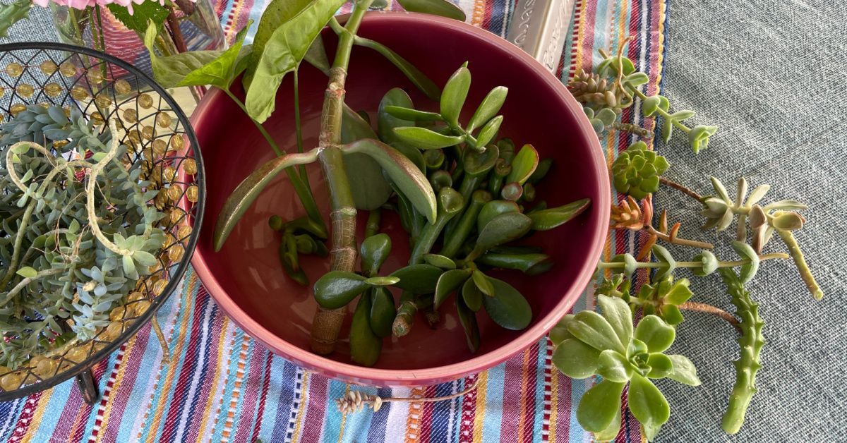 Potted succulents on a colorful striped cloth, with one plant in a pink pot and others in small containers