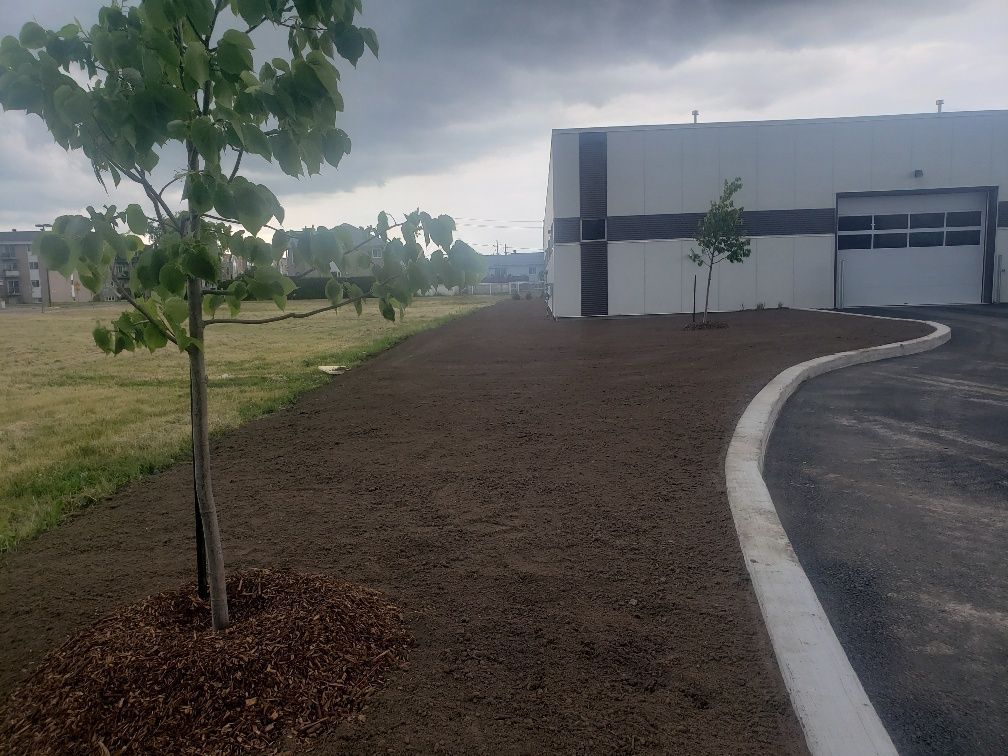 Un arbre au milieu d'une route à côté d'un bâtiment