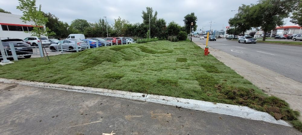 Il y a beaucoup d'herbe sur le bord de la route.