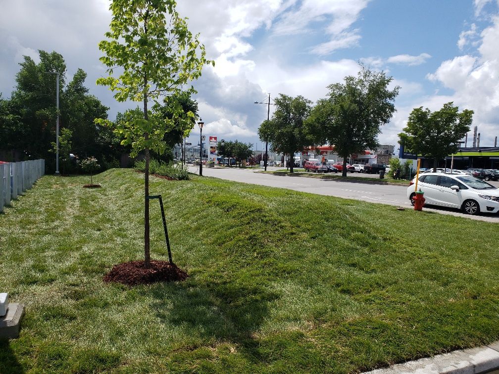 Un champ vert luxuriant avec une bouche d'incendie au milieu.
