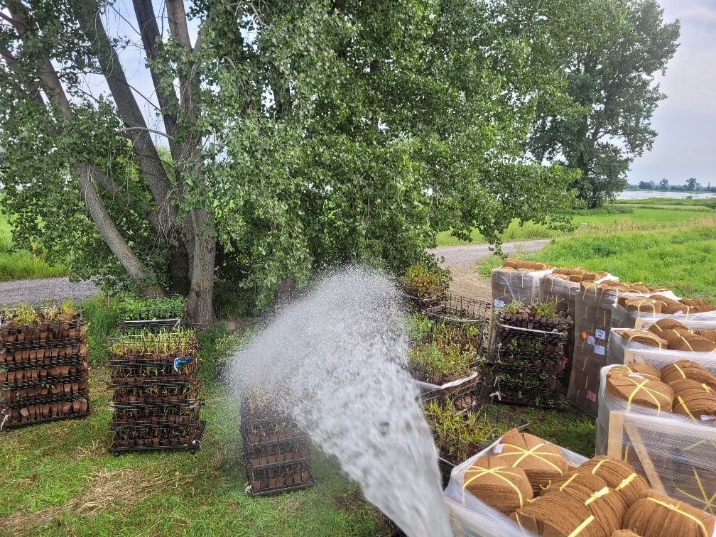 Une personne pulvérise de l'eau sur un tas de plantes dans un champ.