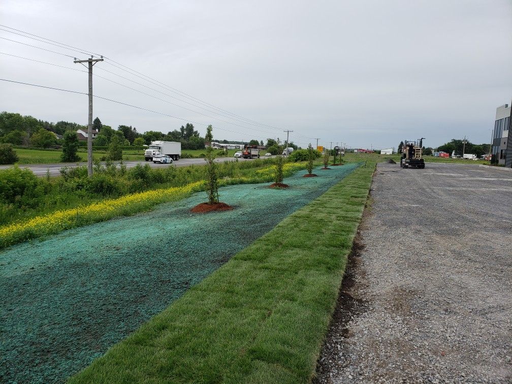 Une rangée d'herbe poussant sur le bord d'une route