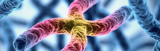 biogent cromosomo