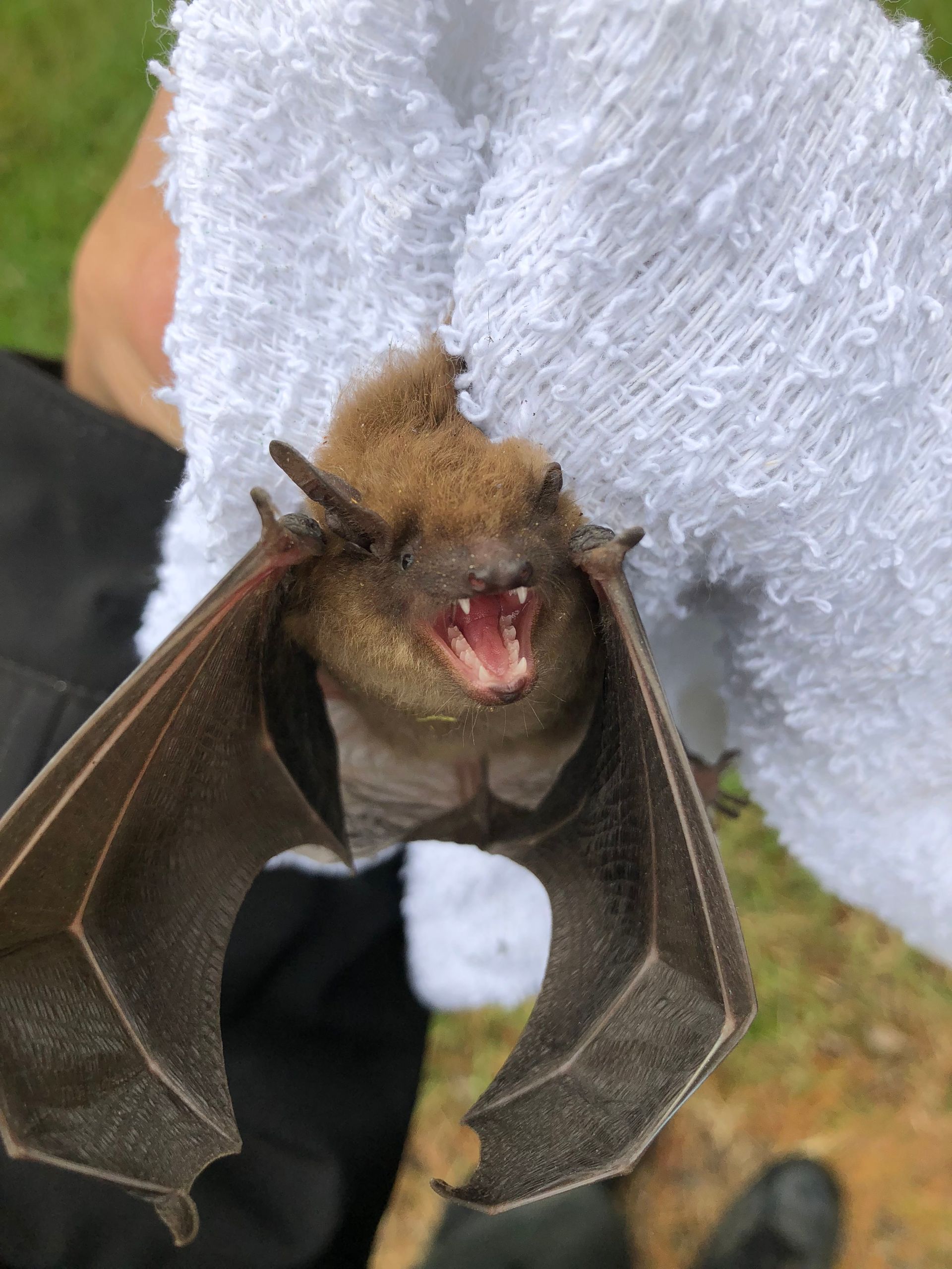 A person is holding a bat with its mouth open.