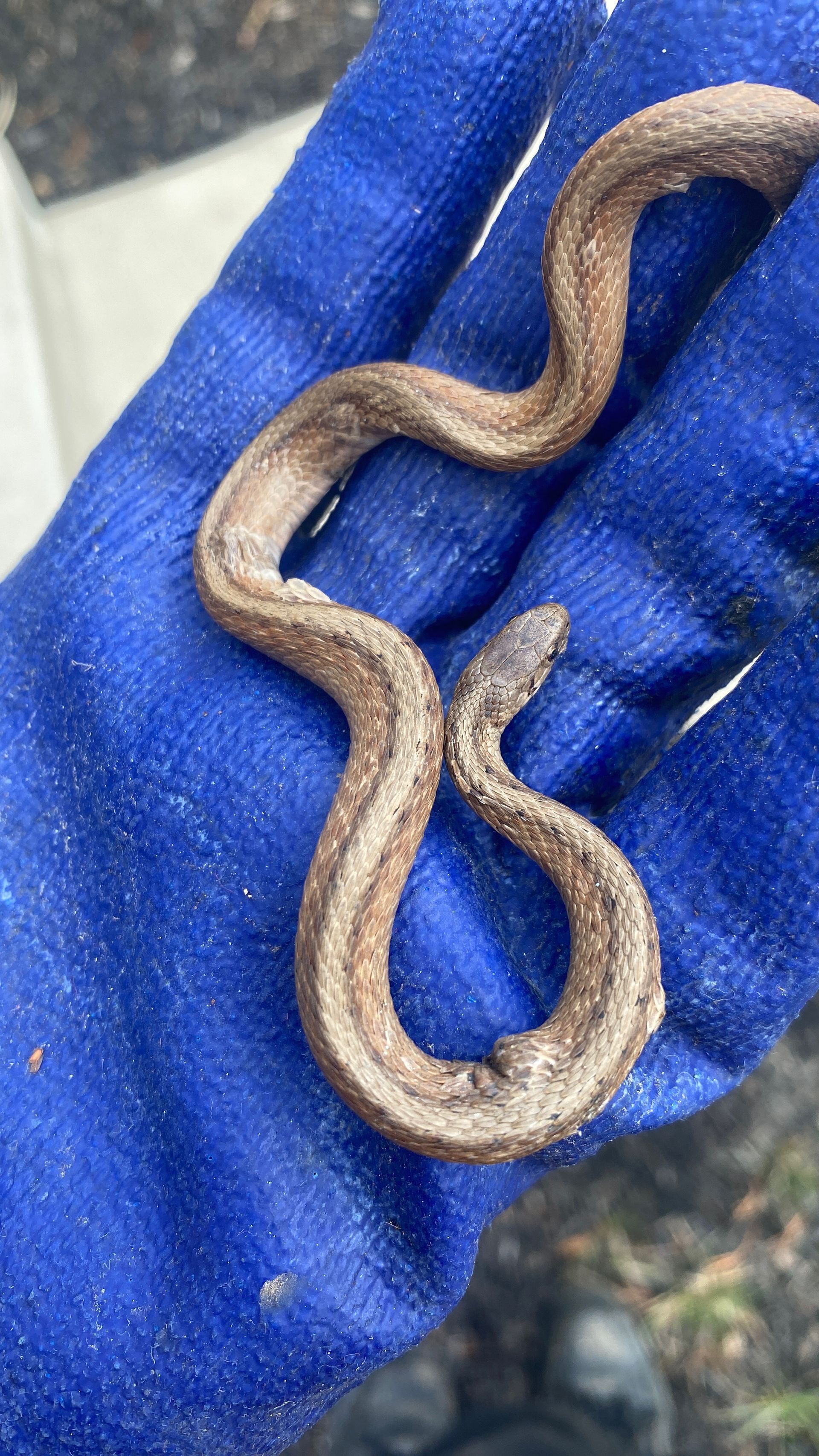 A person is holding a small brown snake in their hand.