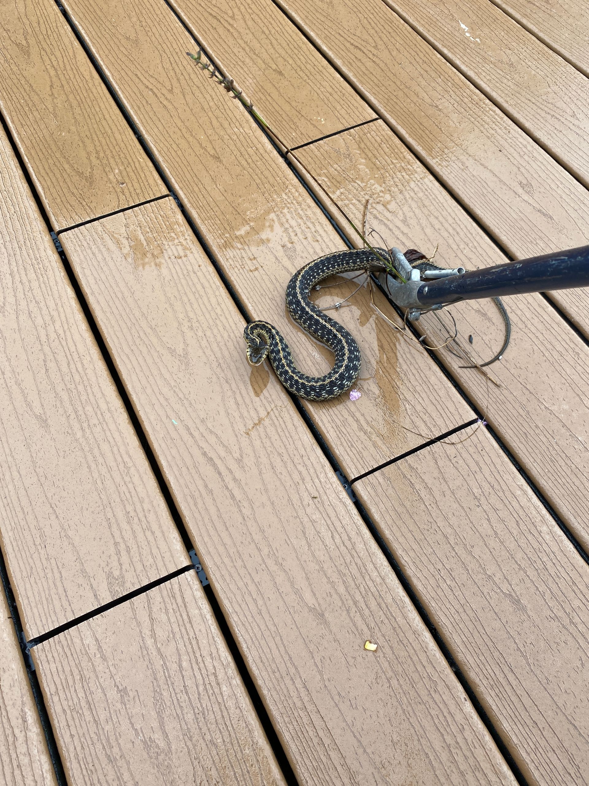A snake is crawling on a wooden deck.
