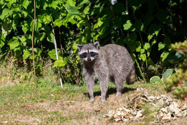 A raccoon is standing in the grass looking at the camera.