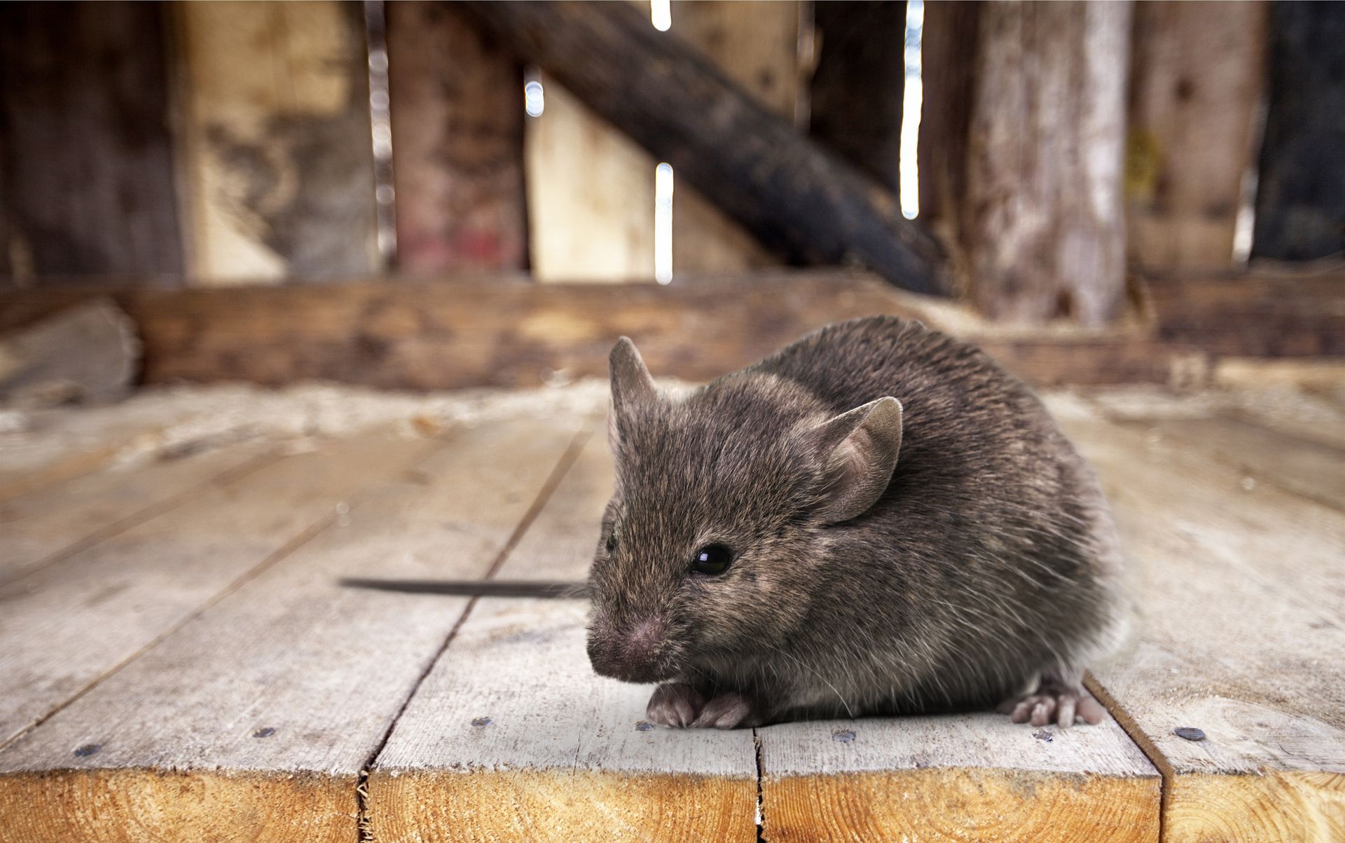 A mouse is sitting on a wooden table.