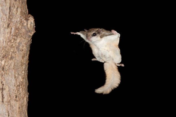 A flying squirrel is hanging from a tree branch at night.