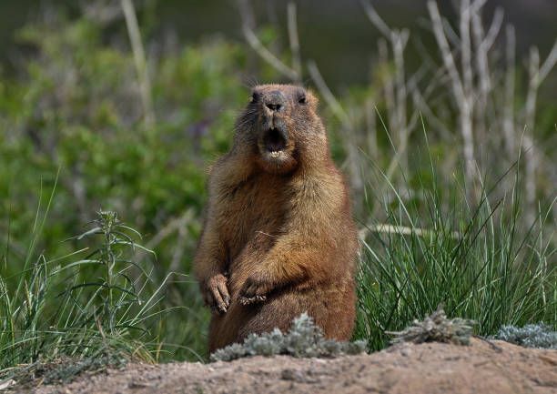 A ground squirrel is standing in the grass with its mouth open.