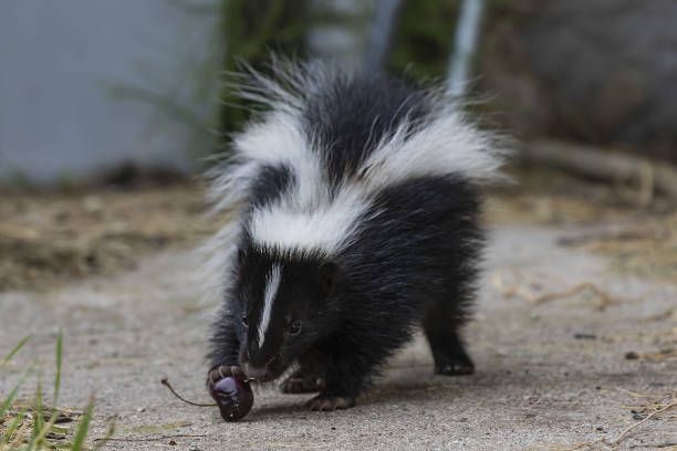 A baby skunk is playing with a bug on the ground.
