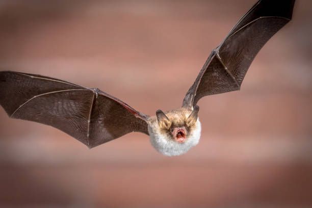 A bat is flying in the air with its mouth open.