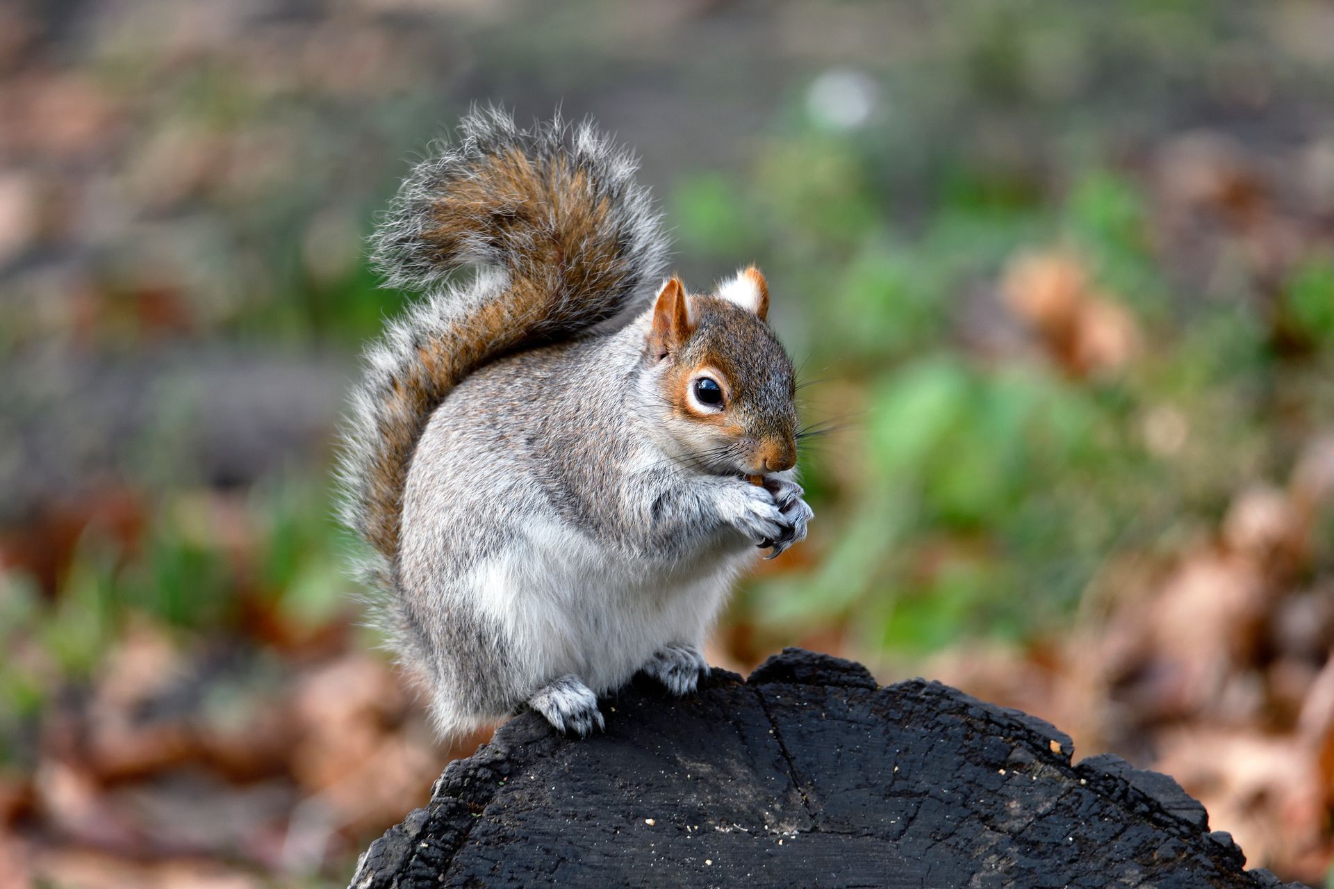 A black squirrel is eating a nut in the grass.