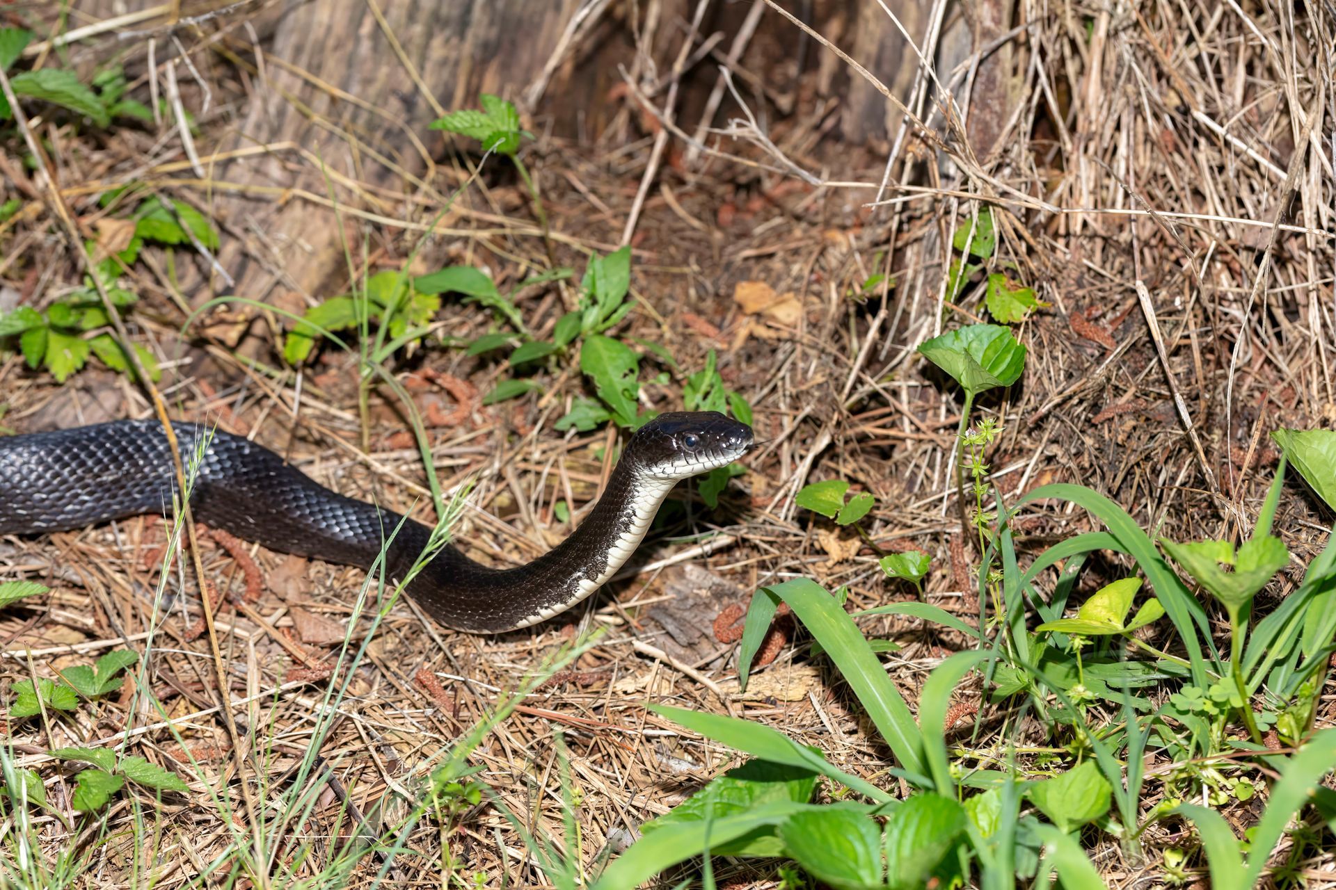 A rattlesnake is laying in the grass with its mouth open.