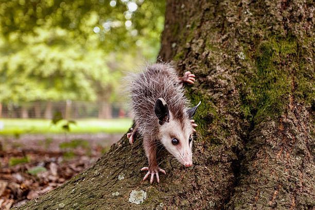 A small opossum is climbing up a tree trunk.