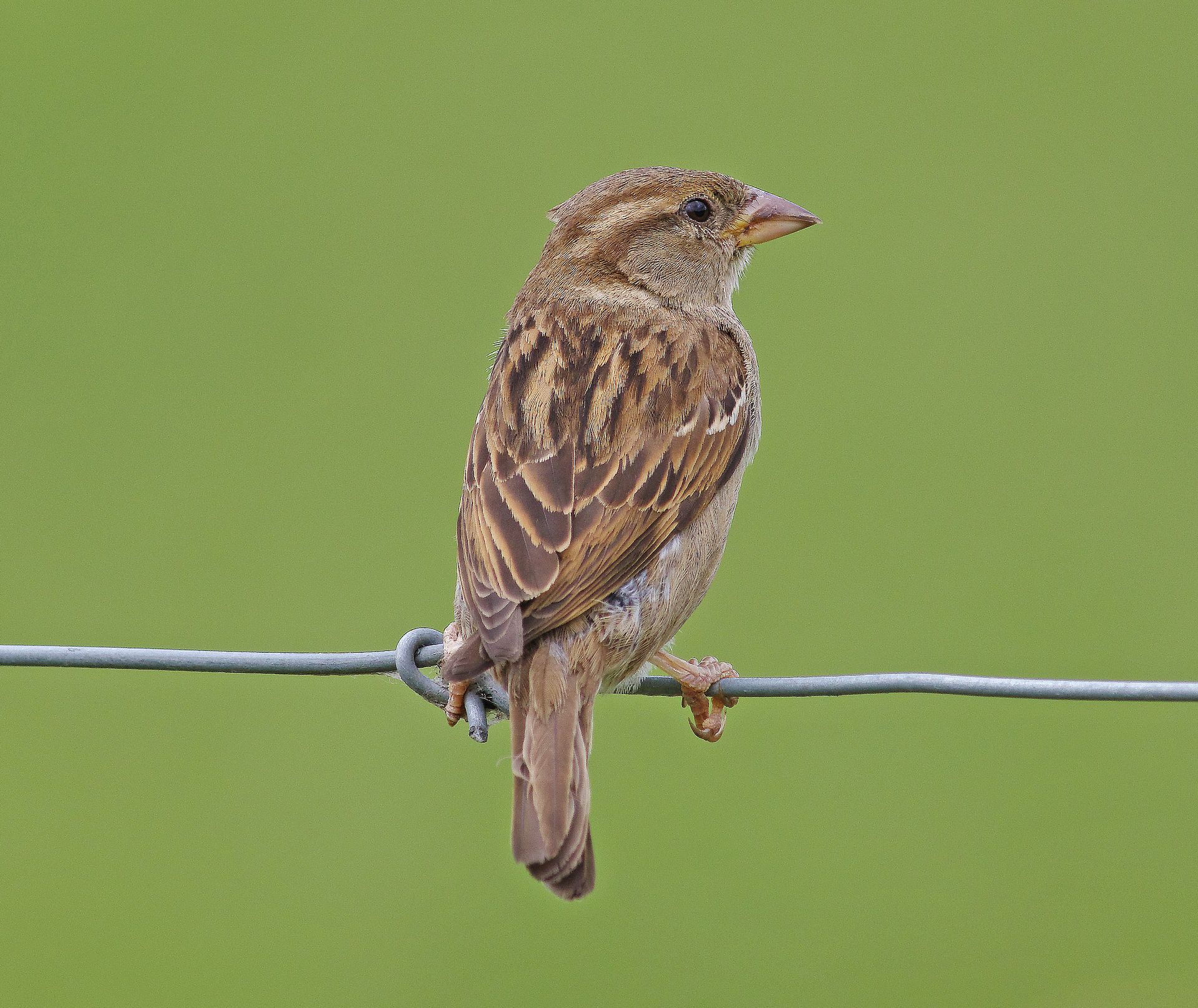 A group of birds are perched on a tree branch.