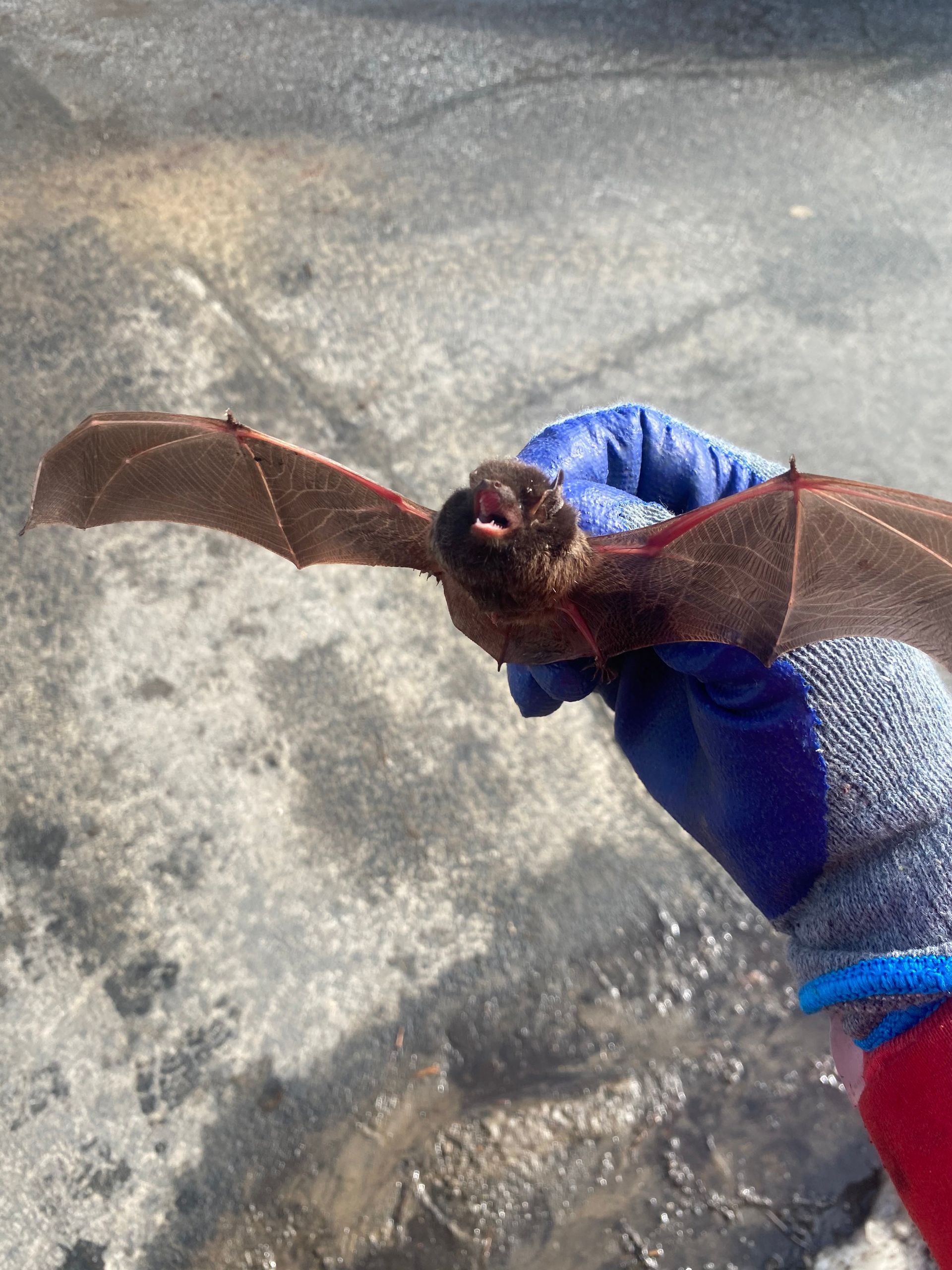 A person wearing blue gloves is holding a bat in their hand.