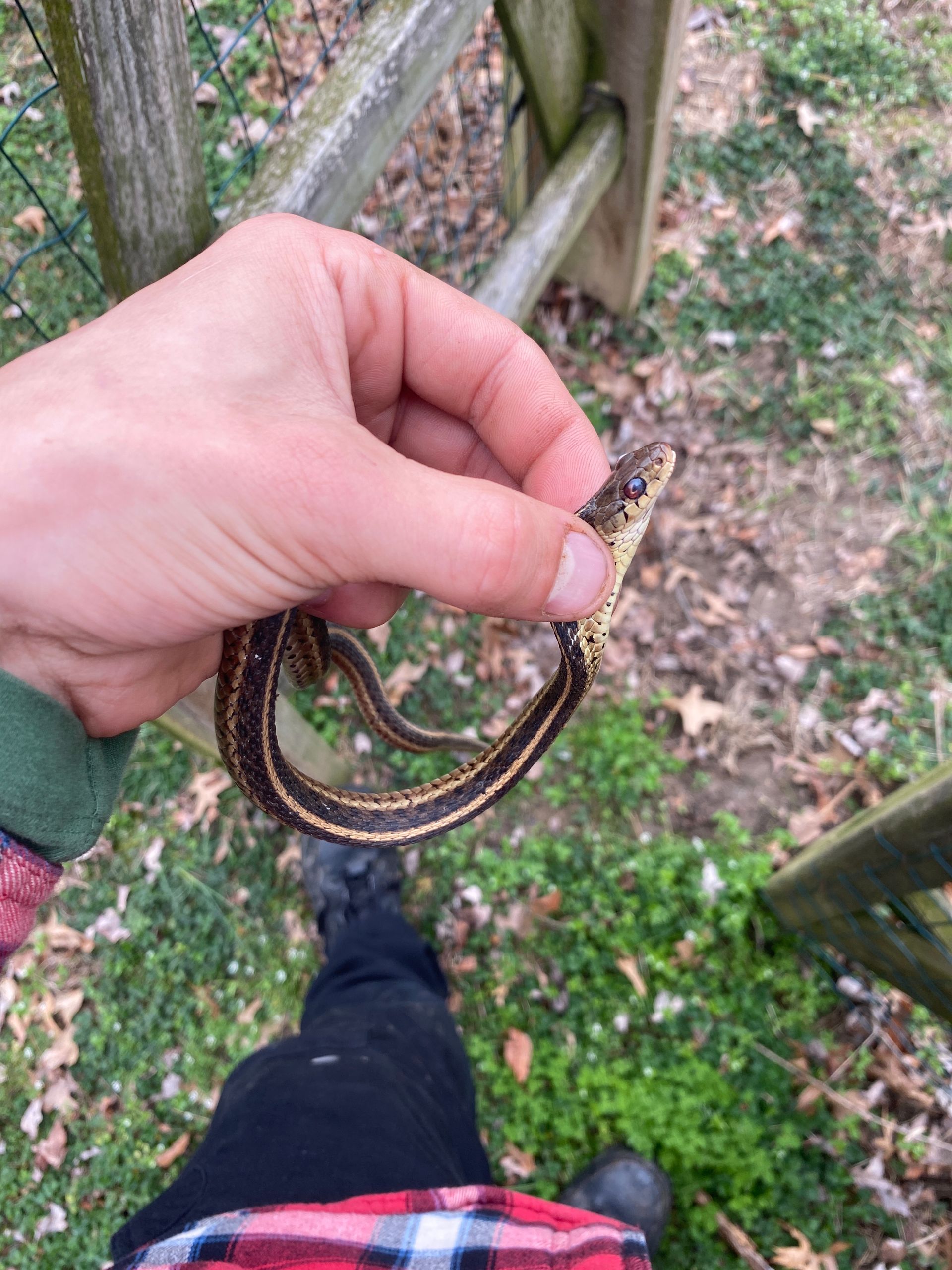 A person is holding a small snake in their hand.