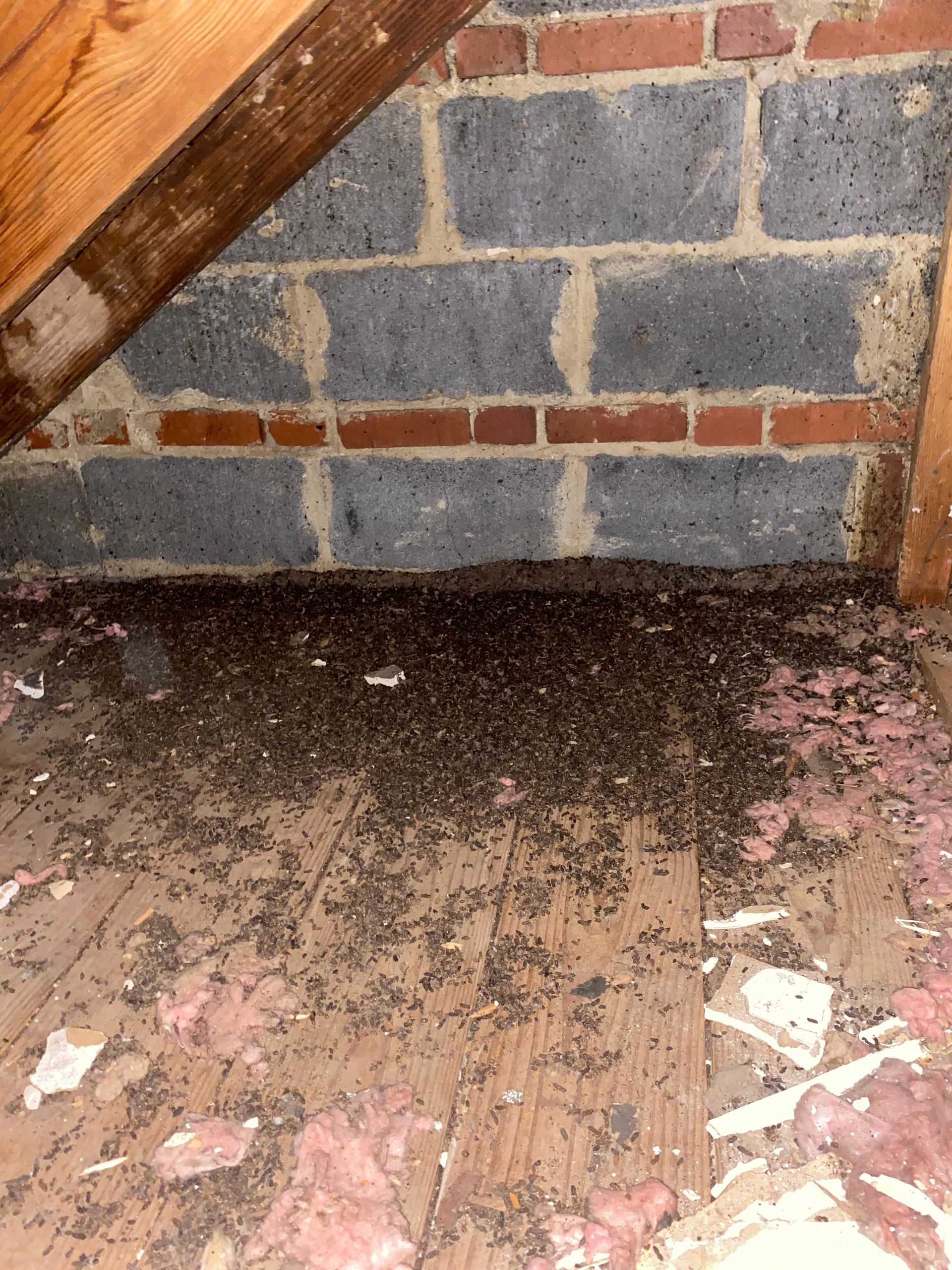 A room with a lot of ants on the floor and a brick wall.