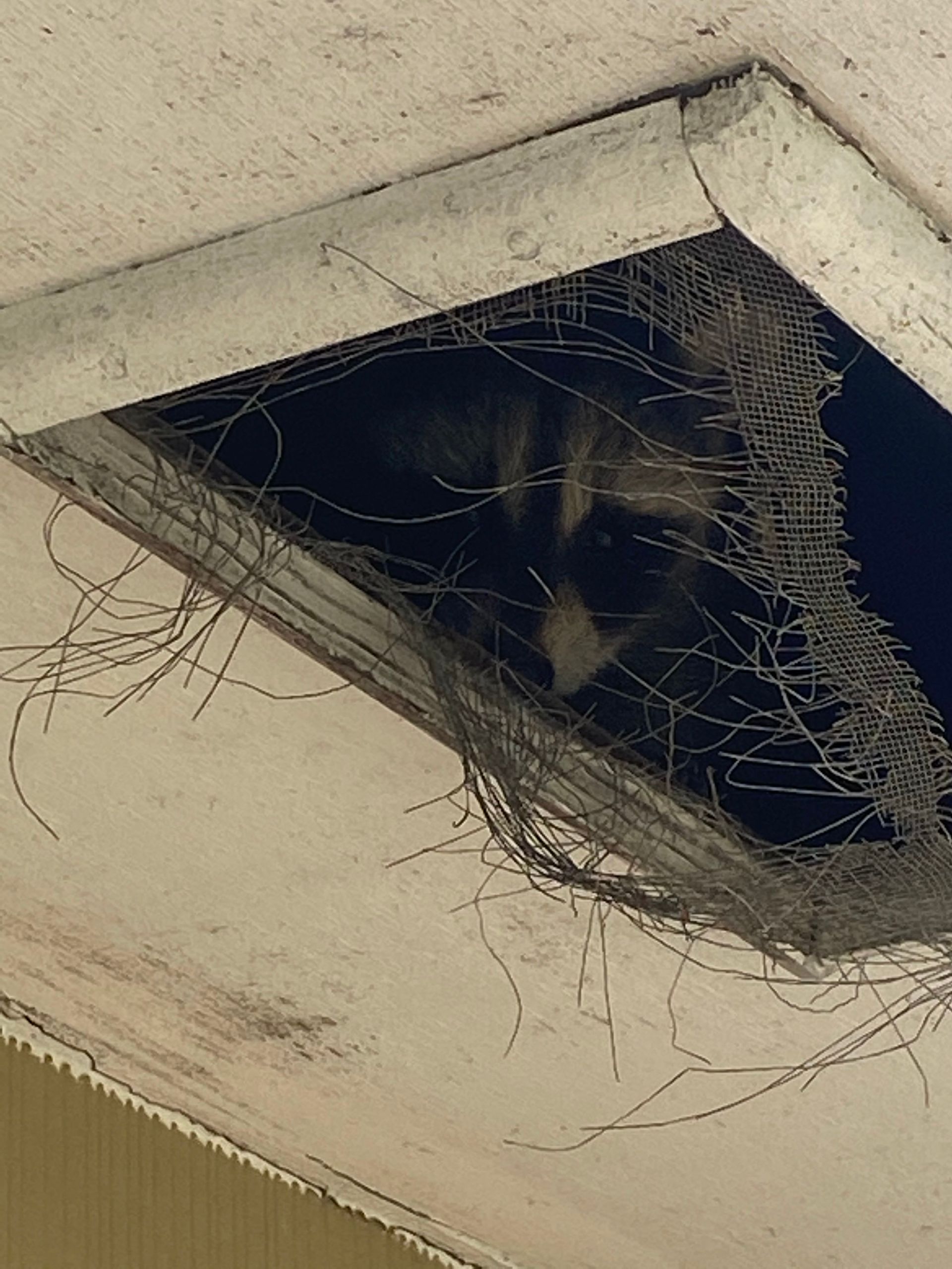 A raccoon is sticking its head out of a hole in the ceiling.