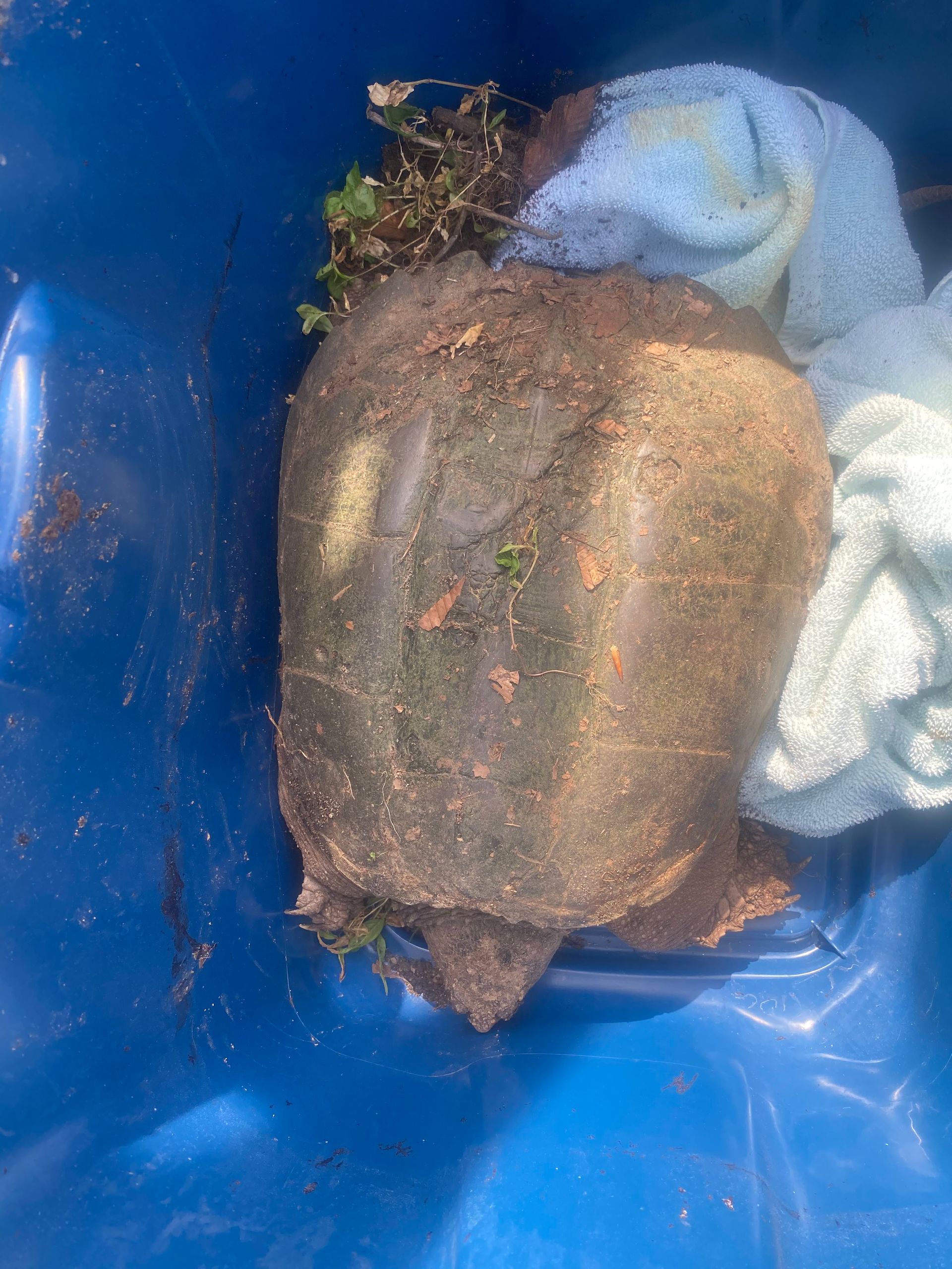 A large rock is sitting in a blue trash can.