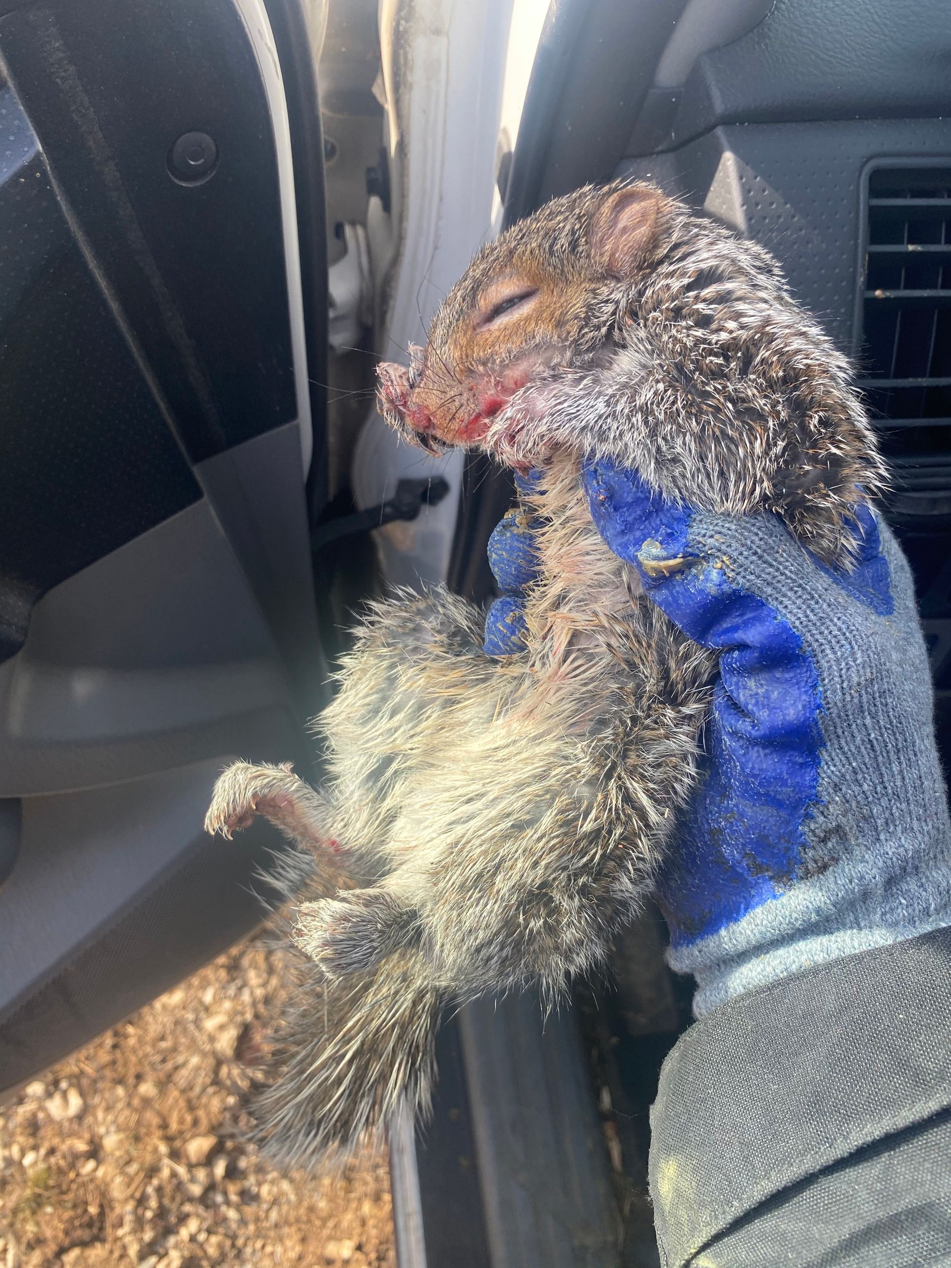 Hand holding a squirrel using blue gloves.
