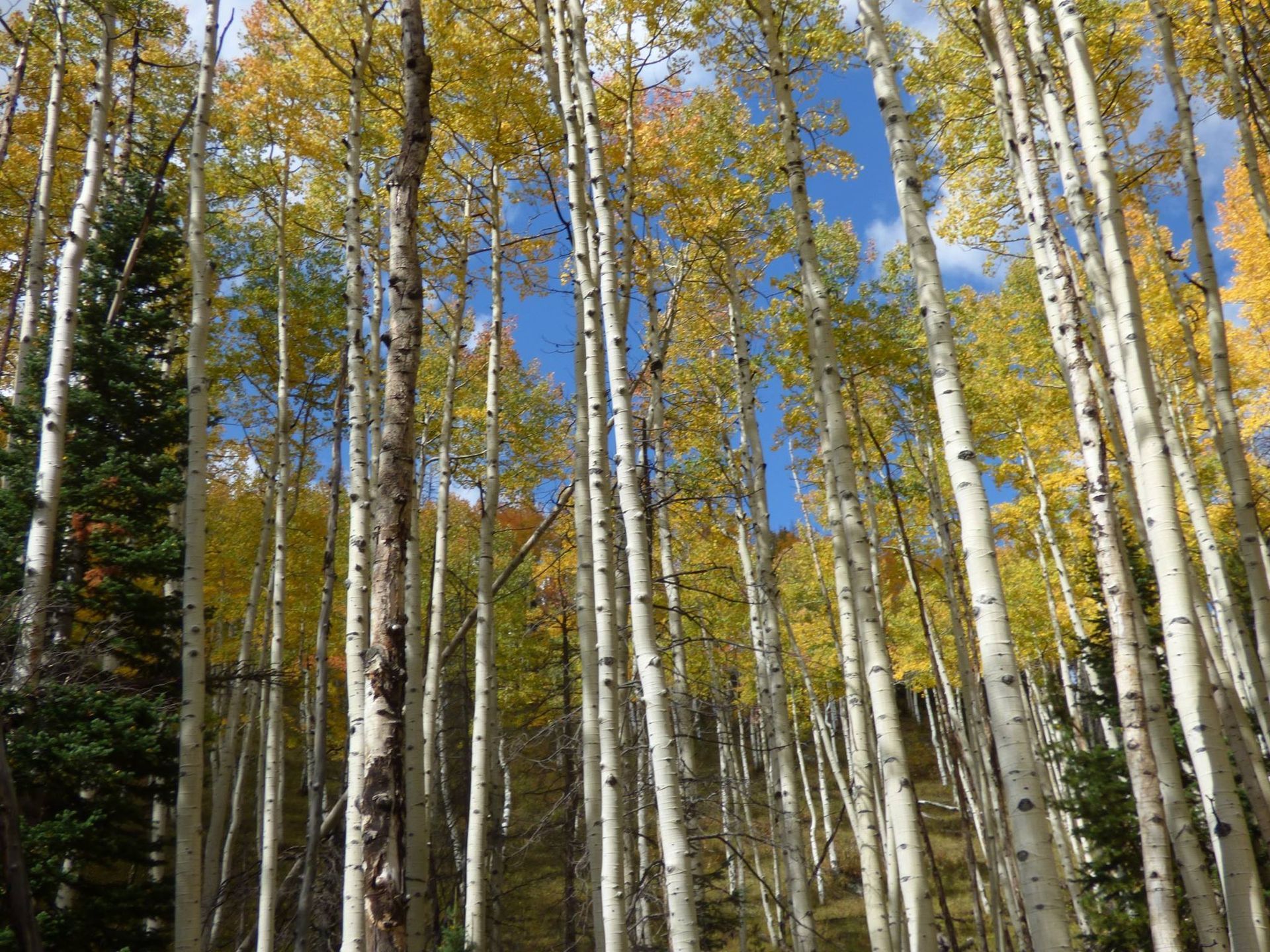 A forest of birch trees with yellow leaves on a sunny day