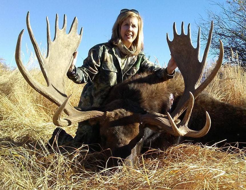 A woman hunter in camo is posing next to her kill, a large male moose and holing it's antlers up