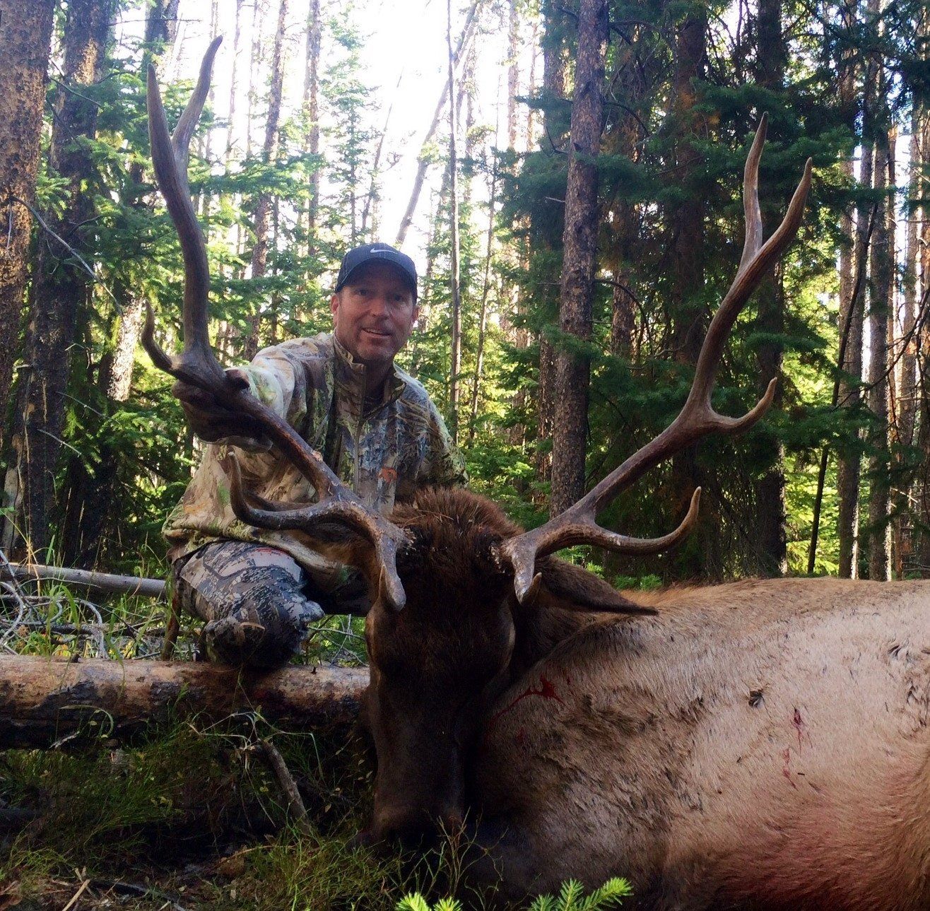 A man is kneeling next to a large elk in the woods