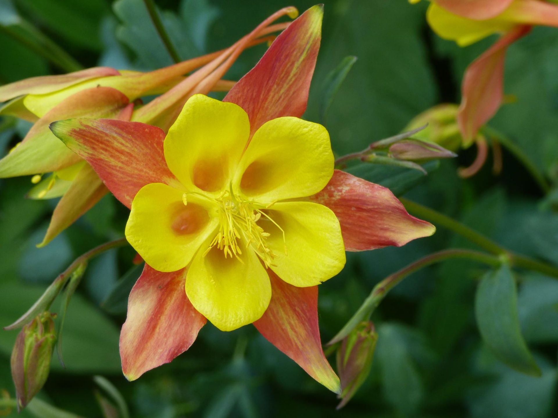 A close up of a yellow and red flower