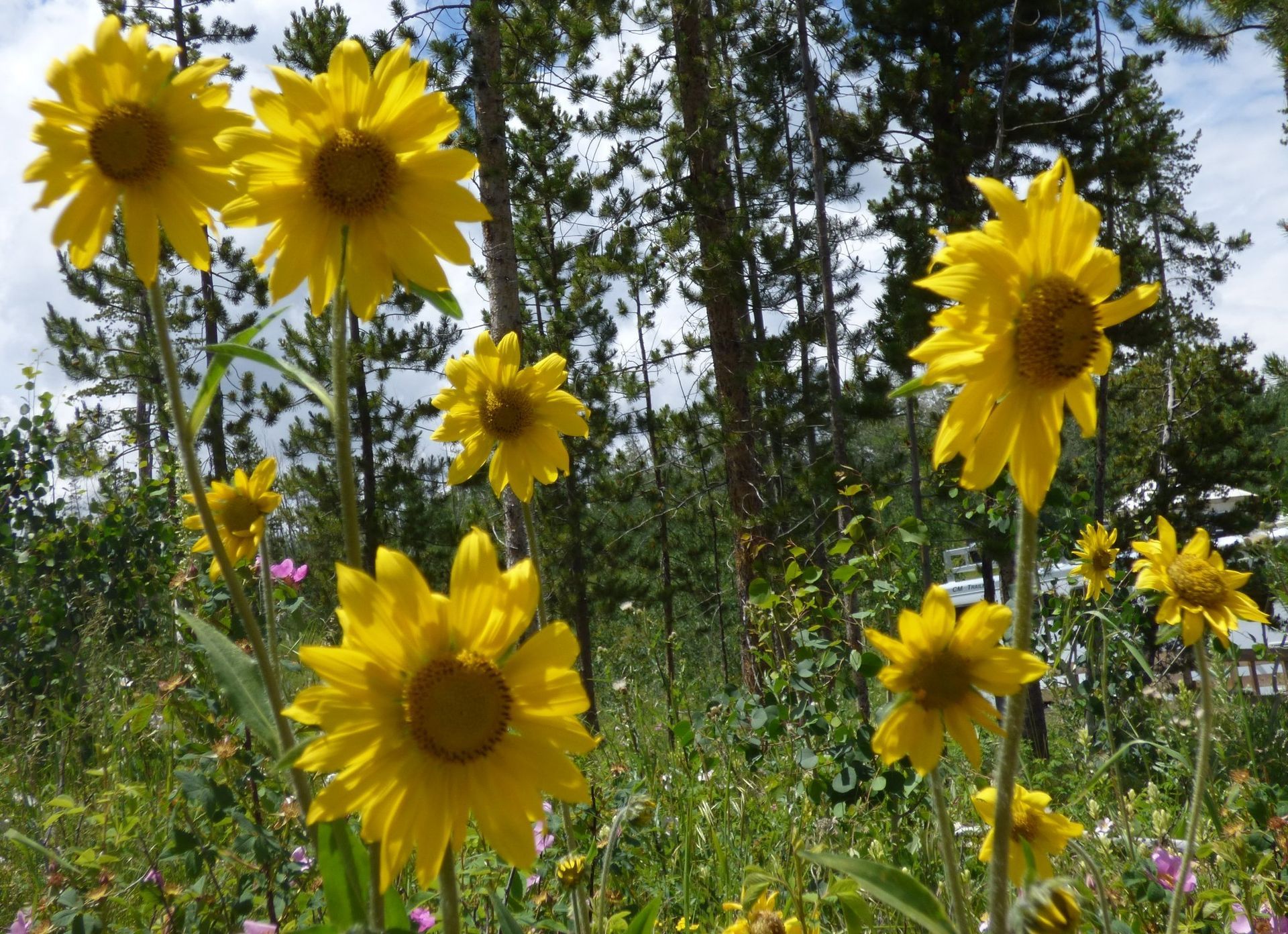 A field of sunflowers with trees in the background