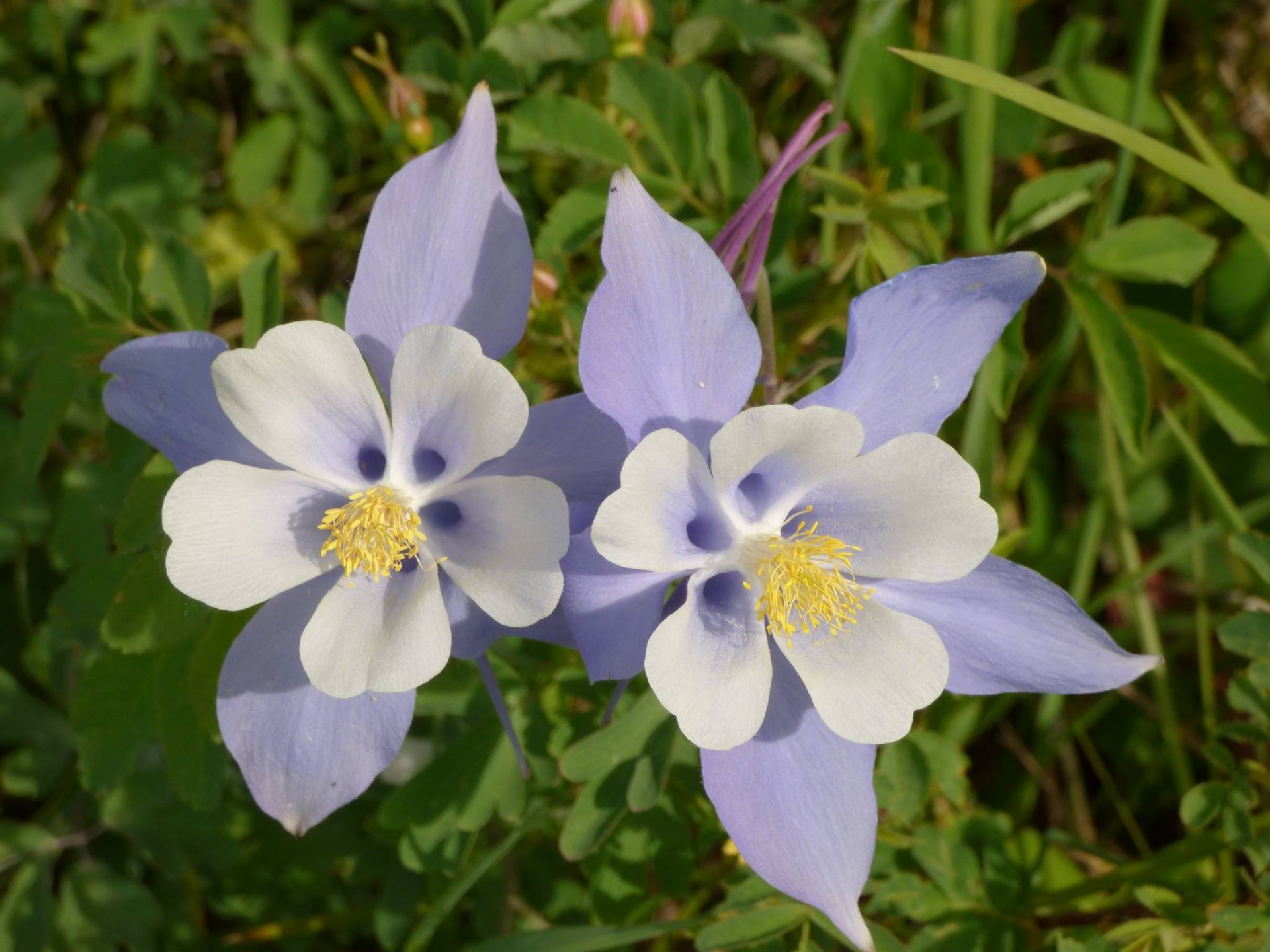 Two purple and white flowers with a yellow center