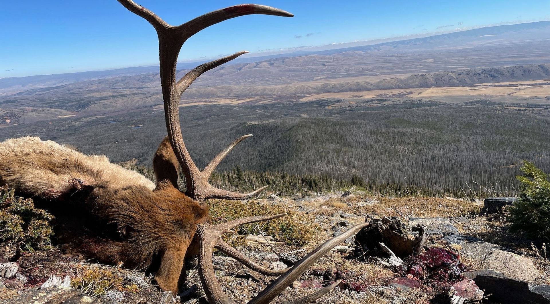 A mountain covered in trees with a blue sky in the background.