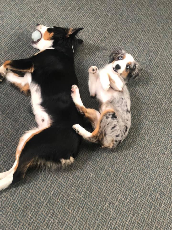 Australian Shepherd And Bernese Mountain Dog — Clinton, IA — All Pets Mobile Clinic