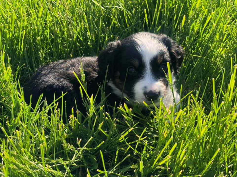 Adorable Australian Shepherd — Clinton, IA — All Pets Mobile Clinic