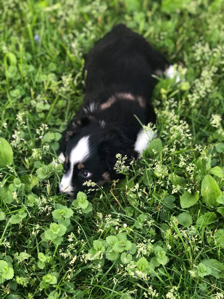Cute Dog On The Grass — Clinton, IA — All Pets Mobile Clinic