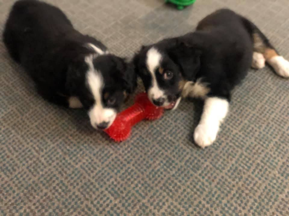 Cute Puppies — Clinton, IA — All Pets Mobile Clinic