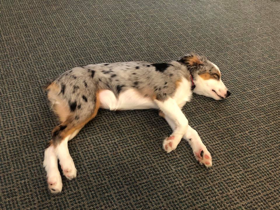 Australian Shepherd On The Floor — Clinton, IA — All Pets Mobile Clinic
