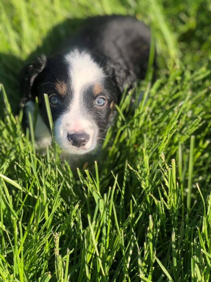 Australian Shepherd On The Grass — Clinton, IA — All Pets Mobile Clinic