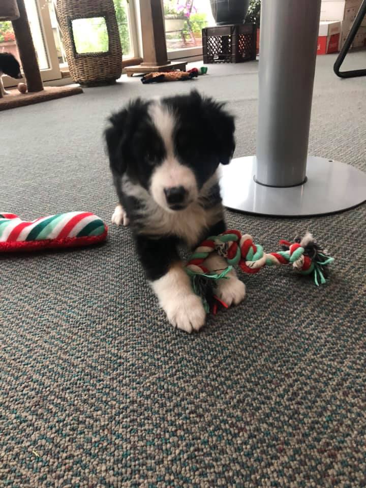 Border Collie — Clinton, IA — All Pets Mobile Clinic