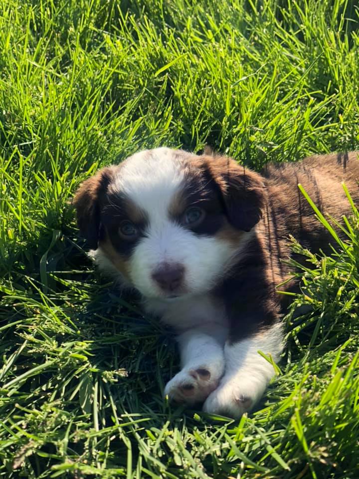 Cute Australian Shepherd — Clinton, IA — All Pets Mobile Clinic