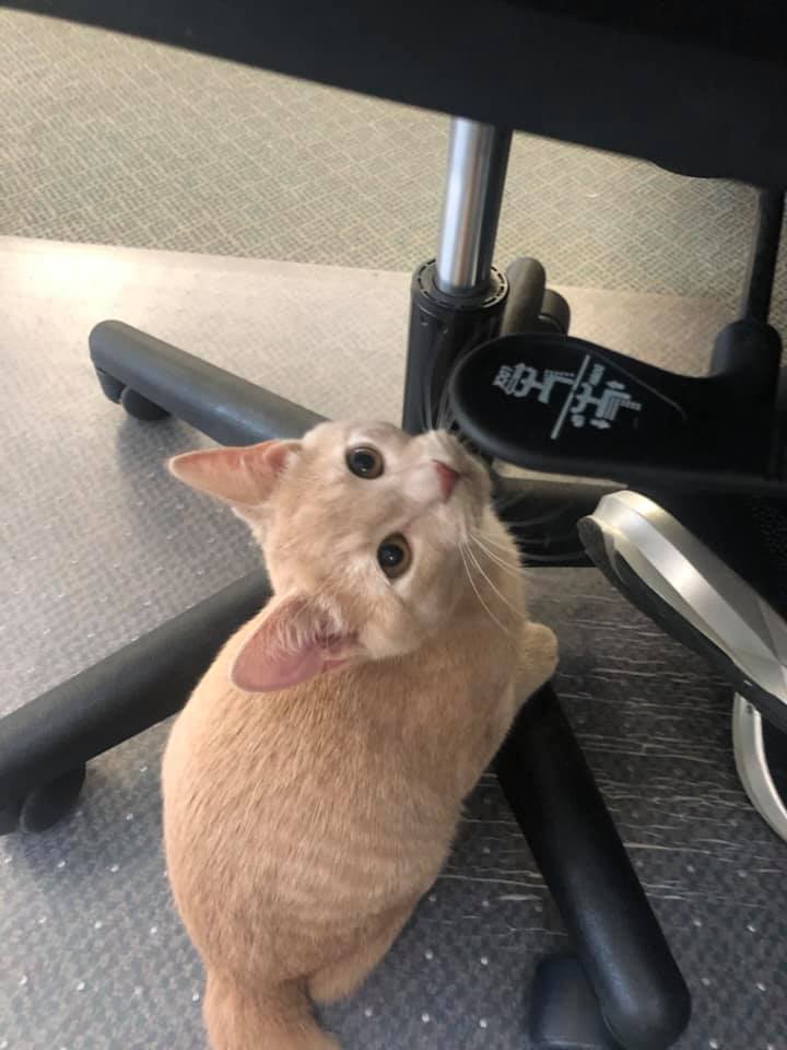 Domestic Shorthair Cat — Clinton, IA — All Pets Mobile Clinic