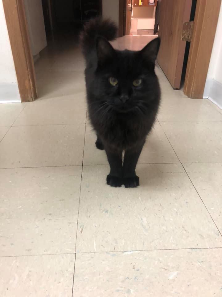 Black Cat — Clinton, IA — All Pets Mobile Clinic