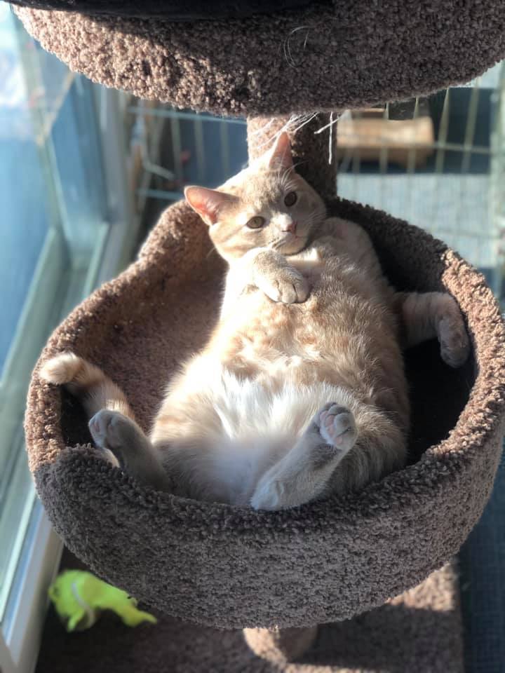 Cute Cat — Clinton, IA — All Pets Mobile Clinic