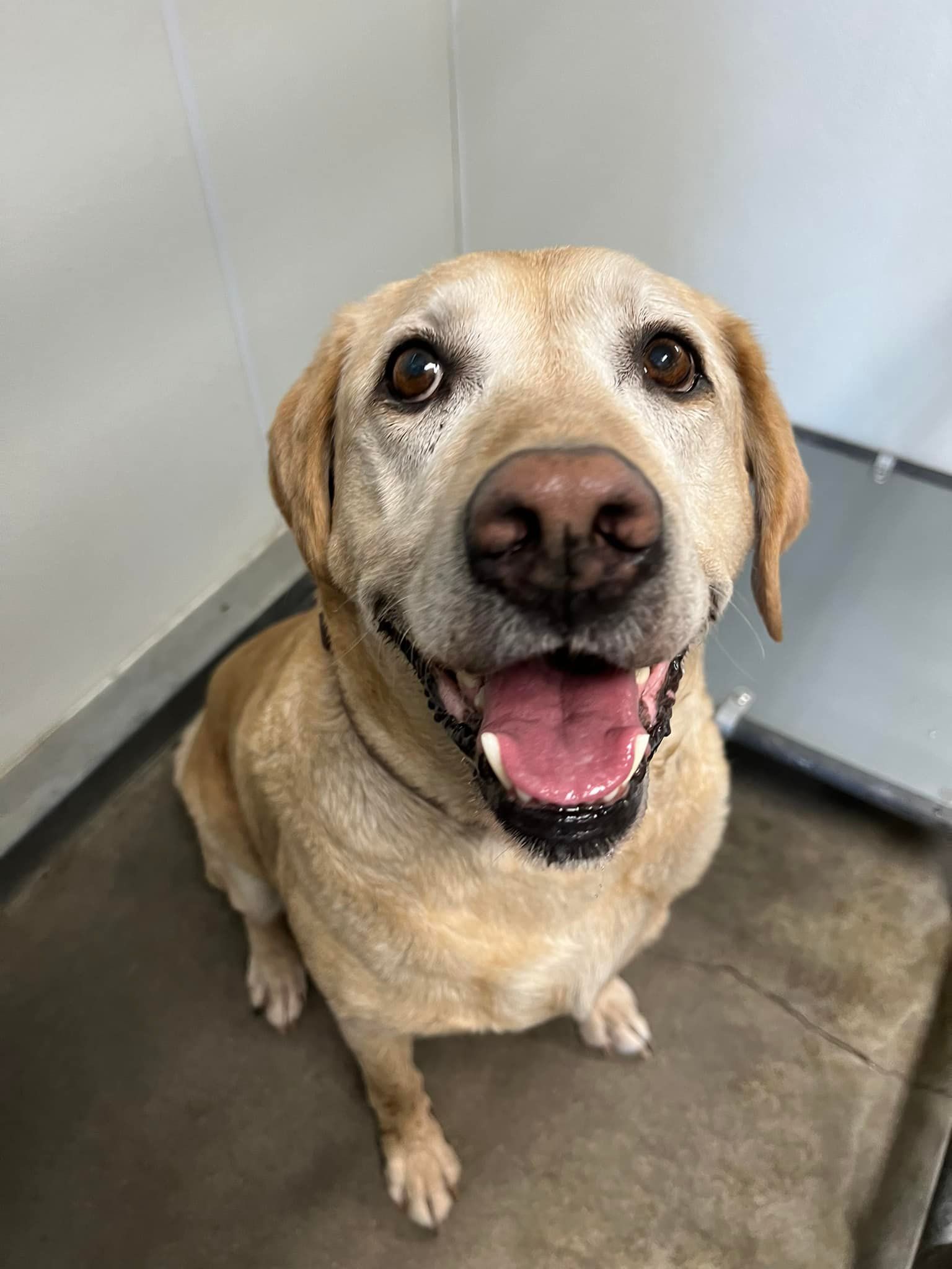 Labrador Retriever — Clinton, IA — All Pets Mobile Clinic