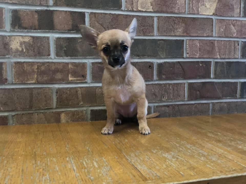 Chihuahua — Clinton, IA — All Pets Mobile Clinic