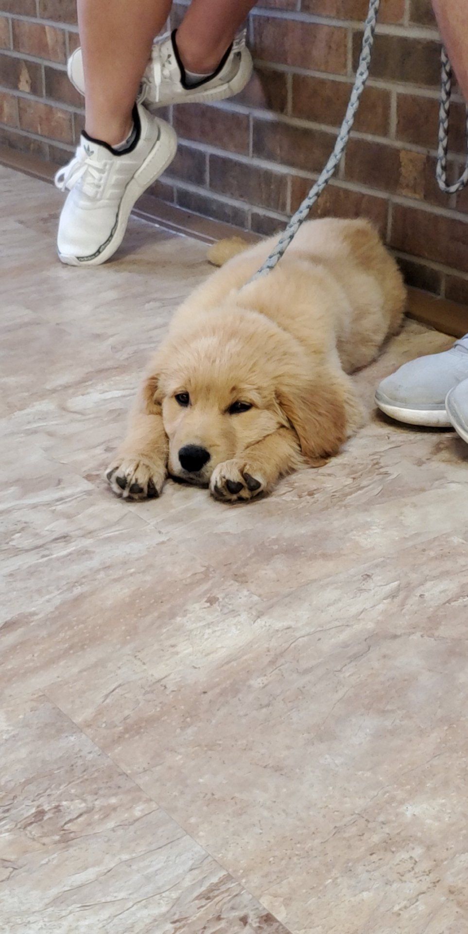 Labrador Retriever On The Floor — Clinton, IA — All Pets Mobile Clinic