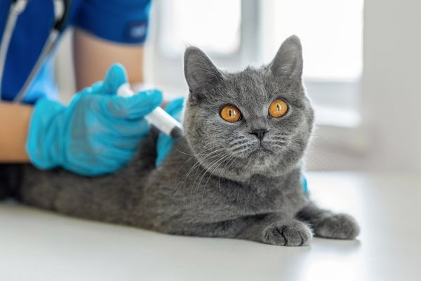 Cat Injected — Clinton, IA — All Pets Mobile Clinic