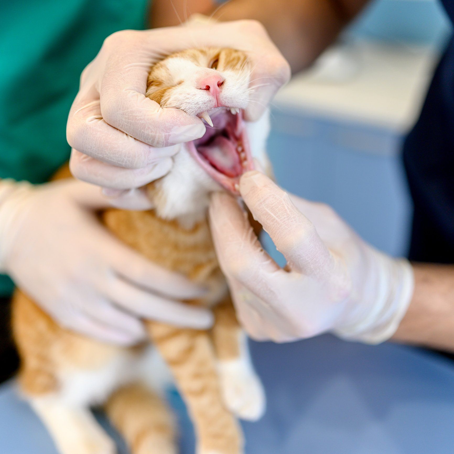 Cat Dentistry — Clinton, IA — All Pets Mobile Clinic