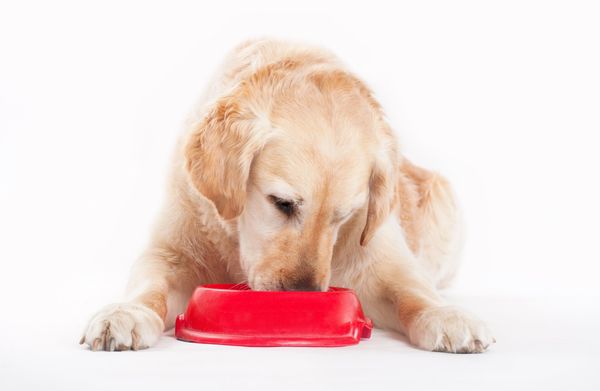 Dog Eating Dog Food — Clinton, IA — All Pets Mobile Clinic